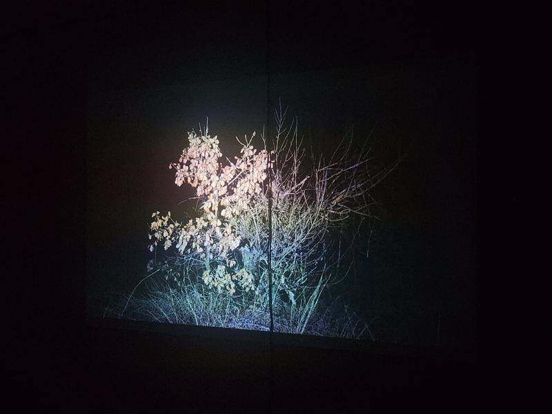 Projection test of tree foliage inside the installation room